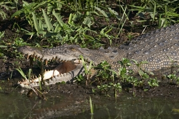 Freshwater Crocodile