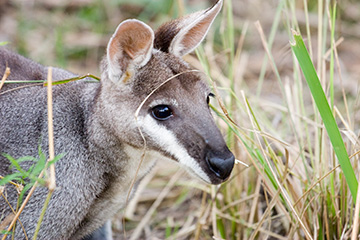 Pretty Faced Wallaby